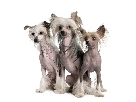 Interesting Facts About Chinese Crested Dogs Just Fun Facts