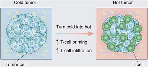 Turning Cold Tumors Into Hot Tumors By Improving T Cell Infiltration