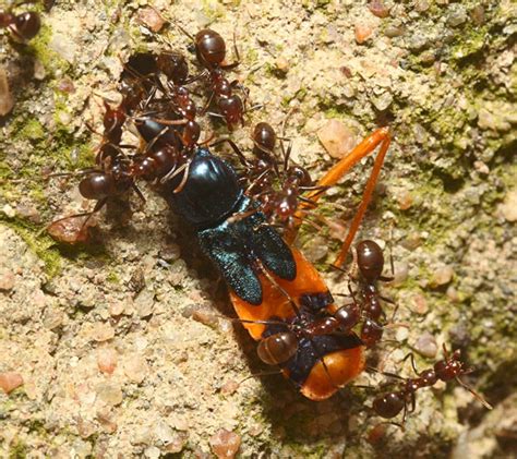 Ants Devour Assassin Bug In Australia Whats That Bug