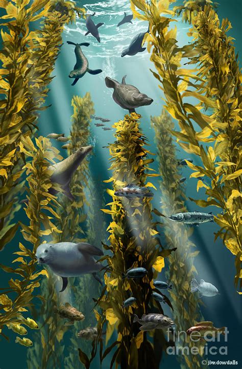 Kelp Forest With Seals Photograph By Jim Dowdalls Pixels