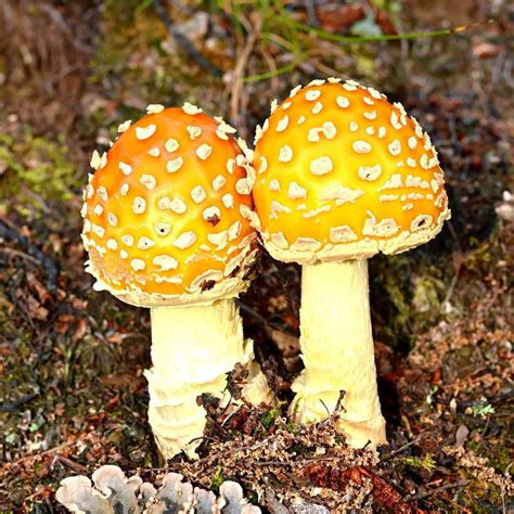 Poisonous Wild Mushrooms Identification