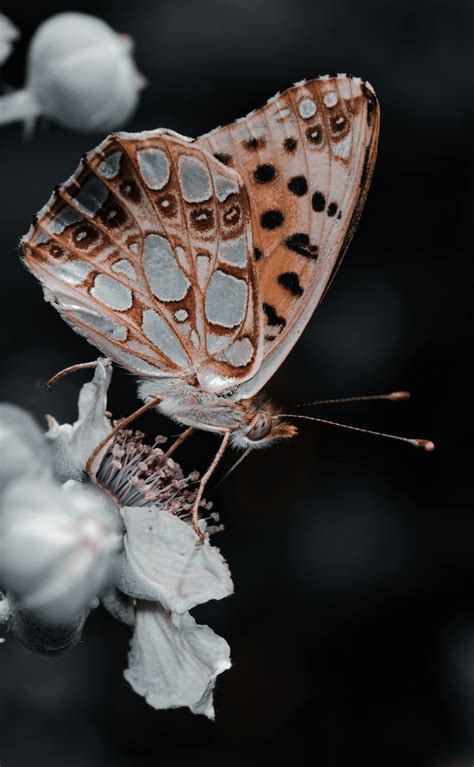2000 Best Butterfly Images · 100 Free Download · Pexels Stock Photos