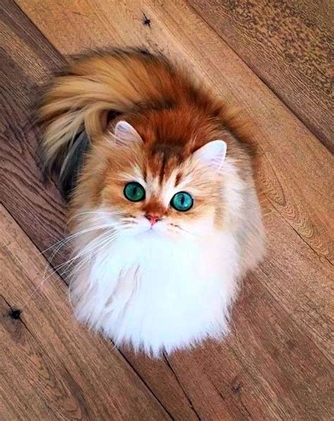 28 cutest cats we picked this week for cat lovers infashionus pretty cats beautiful cats