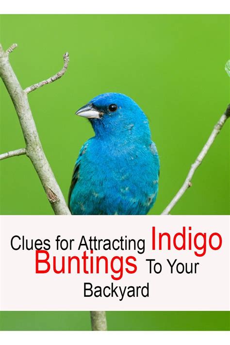 Red, orange, yellow, green, blue, indigo, and violet. How to Attract Indigo Buntings to Your Backyard: Simple ...