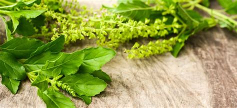 7 Adaptogenic Herbs Or Adaptogens That Help Reduce Stress Best Pure