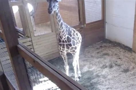 April The Pregnant Giraffes Webcam Goes Viral