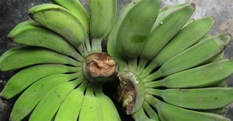 Manfaat buah pisang untuk Pleci | Kicau Burung Mania