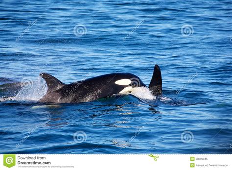 Mom And Baby Killer Whale Royalty Free Stock Photo Image