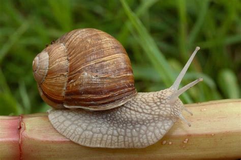 What Snails Can You Eat Itsfoodtastic