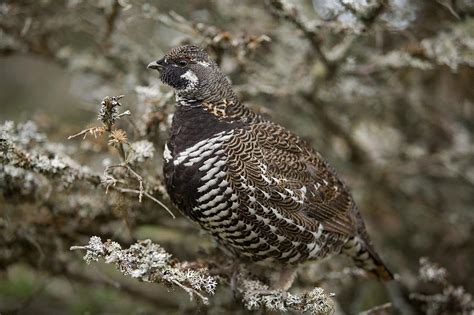 Spruce Grouse Falcipennis Canadensis Photograph By John Sylvester Pixels