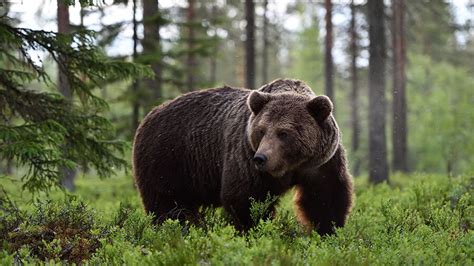 Several Grizzly Bears Spending Time In Northern Bitterroot Valley