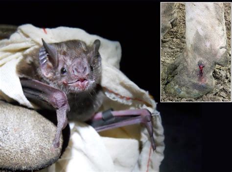 Revenge Of The Vampires Bat Kills Backfiring Wired