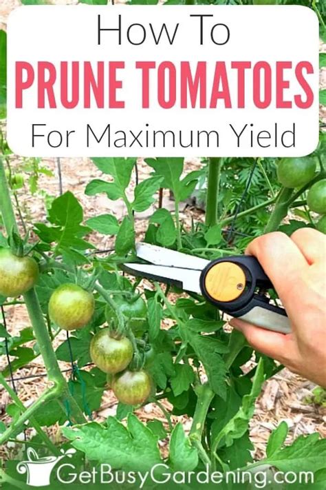 Someone Is Cutting Tomatoes With Scissors On The Plant And Text Overlay