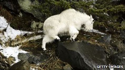 Mountain Goat Kills Us Hiker In Olympic National Park Bbc News