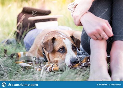 Cute Dog Rests Next To Her Owner Outdoors At A Camping Site Close Up