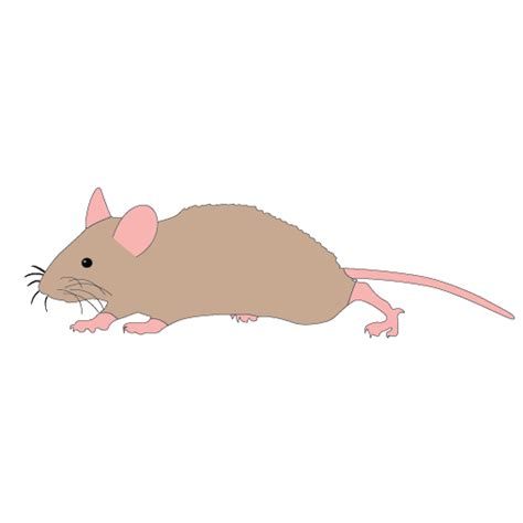 Mickey Mouse Rat Computer Mouse Clip Art Mouse Running Cliparts Png