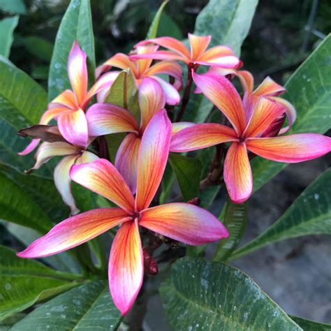 プルメリアの花言葉｜色別の意味や種類、ハワイで人気のわけとは？
