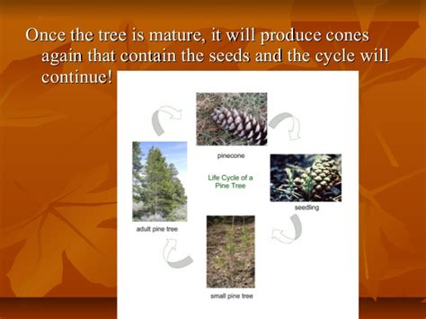 Life Cycle Of A Conifer Tree