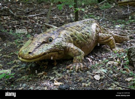 Eryops An Extinct Primitive Predatory Amphibian Dinosaurier Park