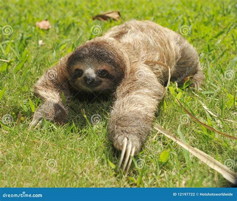 Three Toe Sloth Crawling In Grasscosta Rica Stock Photography Image