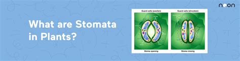 What Is The Functions Of Stomata In Plants