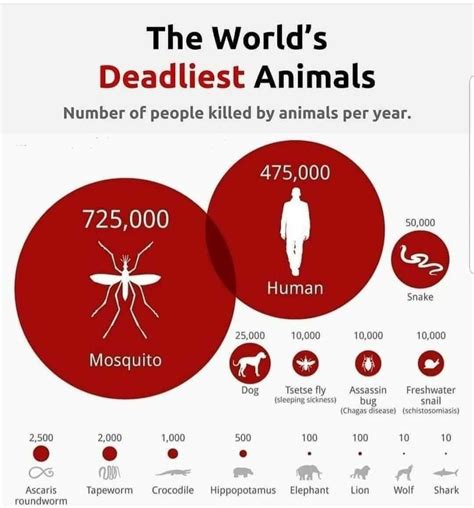 The Worlds Deadliest Animals Infographical Poster With Information