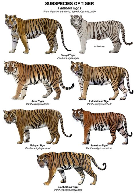 Tiger Subspecies Chart