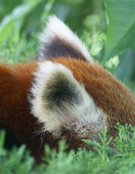 Nice Fluffy Ears Of The Red Panda This Red Panda Almost Ne Flickr