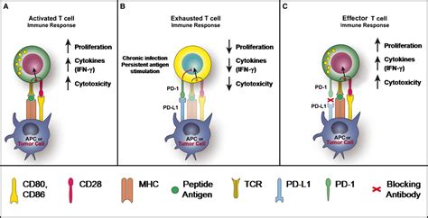 PD As A Potential Target In Cancer Therapy McDermott