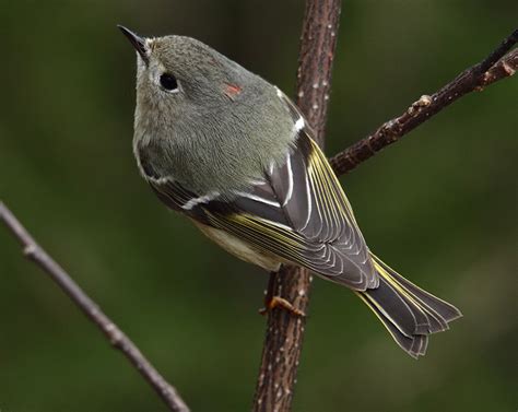 Ruby Crowned Kinglet Range