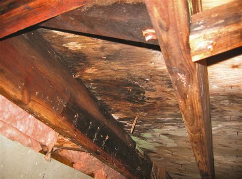 Mold Damage In Crawl Spaces How Mold Affects Colorado Homes