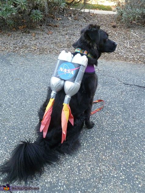 19 Adorable Diy Dog Costumes For Halloween