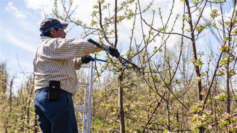 Pruning Fruit Trees How To Do It And When
