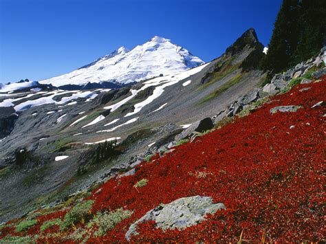 Mount Baker North Cascades Washington Picture Mount Baker North