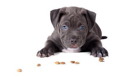 These dogs generally stand 17 to 19 inches tall and keep reading to learn more about the nutritional requirements for pitbulls and to receive recommendations for quality dog food brands for. Best Dog Food For Pitbull Puppies - The Healthiest Choices ...