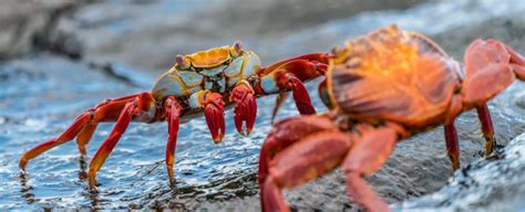 Evolution Keeps Making Crabs And Nobody Knows Why