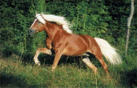 Worlds Most Beautiful Horse Breeds From Around The World Horses Most
