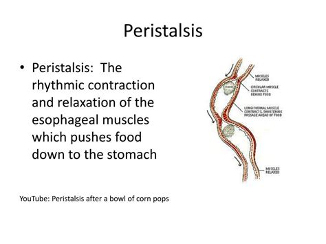 Ppt Peristalsis Powerpoint Presentation Free Download Id1963070