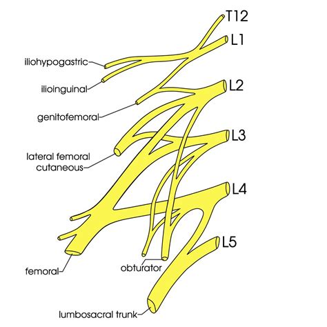 Lumbar Plexus Anatomy Branches And Innervation Kenhub Vrogue Co