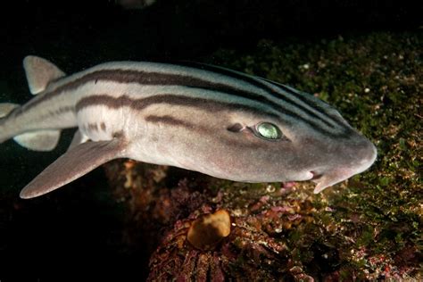 Pyjama Shark Fish Facts Poroderma Africanum A Z Animals
