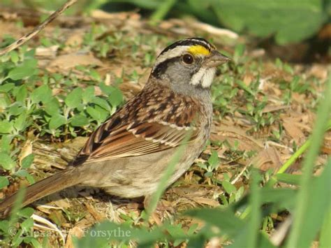 White Throated Sparrow Indiana Audubon Society