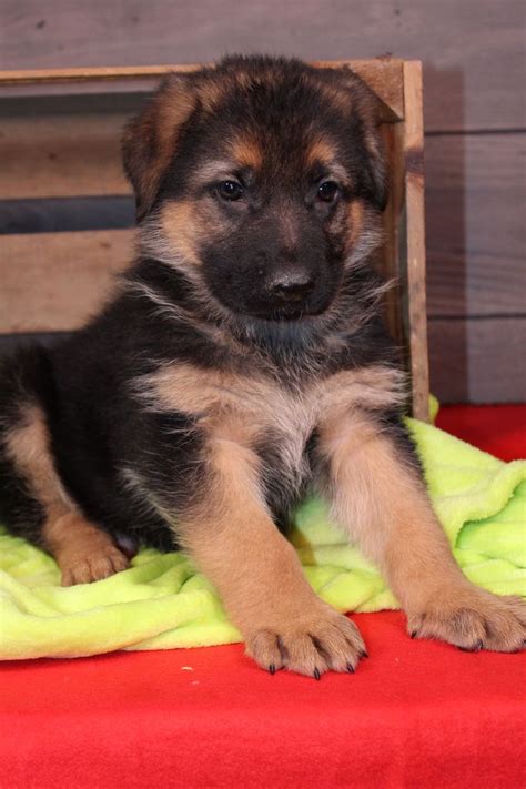 Denver A Male Akc German Shepherd Puppy For Sale In Nappanee In