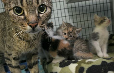 Regional Center For Animal Care Has Reached Capacity For Catskittens