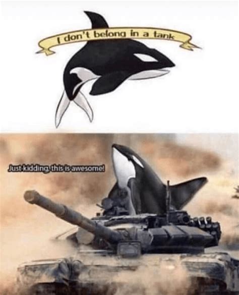 Memebase Killer Whale All Your Memes In Our Base Funny Memes