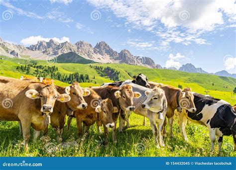 Beautiful Landscape With Livestock On Green Pasture Editorial Image