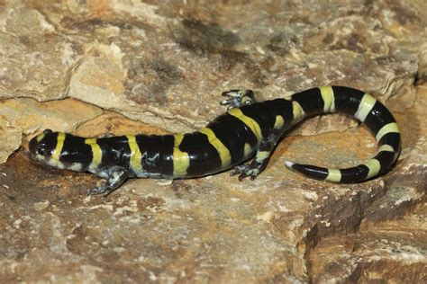 Ringed Salamander Benton County Arkansas USA Kory Roberts Flickr