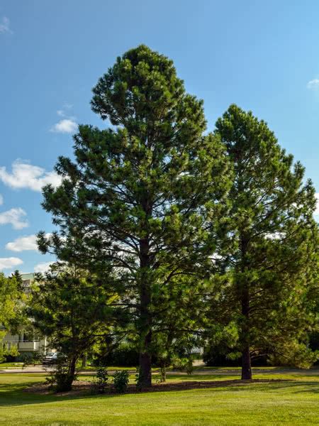 Ponderosa Pine For Sale Treetimeca