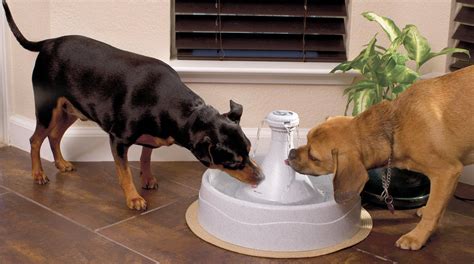(via oilobit) diy flower pot fountain that costs $50 to make. Extra-Large Dog Water Fountain - 5 Best Options for the ...