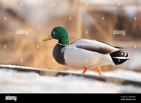 A Beautiful Mallard Duck Perched Atop A Snow Covered Railing In A