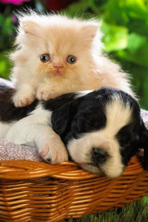 They are so close they could even be sisters! Aww, So Cute! Puppy and kitten are best friends. | Cute ...
